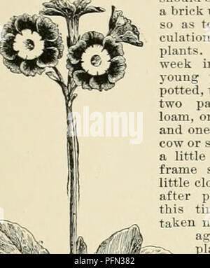 . Cyclopedia of American horticulture, comprising suggestions for cultivation of horticultural plants, descriptions of the species of fruits, vegetables, flowers, and ornamental plants sold in the United States and Canada, together with geographical and biographical sketches. Gardening. AURICULA CO through the hotte'st months much better m boxes than inpas d thev can be kept more eenh moist For their summer ([uirttrs i wrodnn ti mi i 1 u d on sifted coal ashes on the u )rth suit t i I ml liii^ i w ill or almost anypositi nÂ«hnethi ^mU 1 li It i 1 tiom the sun and still reiene plent ( t li^h Stock Photo