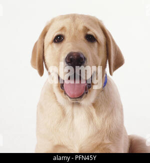 Headshot of a cream coloured Labrador puppy (Canis familiaris) facing forward with mouth open Stock Photo