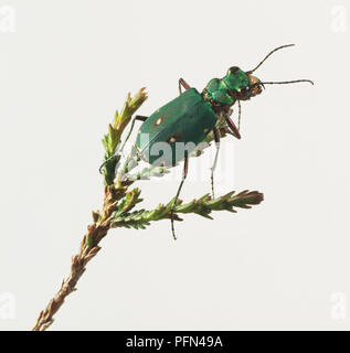 Green Tiger Beetle, Cicindela campestris, on plant. Stock Photo