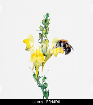 Honey Bee (Apis) perching on Linaria vulgaris (Common Toadflax) flower Stock Photo