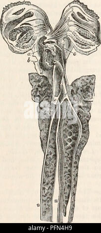 . The cyclopædia of anatomy and physiology. Anatomy; Physiology; Zoology. PISCES. 991 deucy towards the amphibious type, we find at the same time that the branchial as well as the osseous system manifests a most interest- ing transitional structure between the plagios- tomous and osseous fishes. We have next to consider that part of the respiratory system which is organized for breathing immediately the atmospheric air, or the lungs ; for I do not know how otherwise to designate, according either to their physiological or morphological relations, those organs which in the technical language of Stock Photo