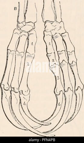 This illustration from the 'Cyclopedia of Anatomy and Physiology ...
