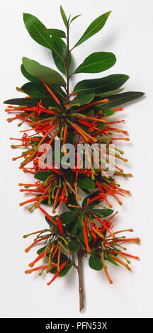 Proteaceae, Embothrium coccineum, Chilean Fire Bush, branch tip with untoothed, elliptic, leathery leaves, and tubular flowers splitting into four lobes, with protruding bright orange-red style, borne in racemes. Stock Photo