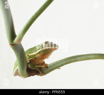 Male North American Tree Frog (Hylidae) sitting on plant stem Stock Photo