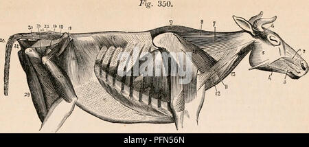 Anatomy of the digestive system in the cow Stock Photo - Alamy
