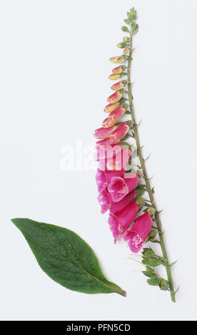 Flowers and leaves from Digitalis purpurea, Common Foxglove Stock Photo