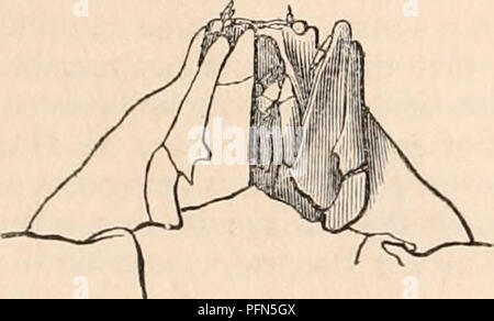 . The cyclopædia of anatomy and physiology. Anatomy; Physiology; Zoology. CRUSTACEA. 781 in front of the mouth, that the water reaches the interior of the branchial cavity. Fig. 429.. Mouth of the Leucosla. Fig. 430.. Please note that these images are extracted from scanned page images that may have been digitally enhanced for readability - coloration and appearance of these illustrations may not perfectly resemble the original work.. Todd, Robert Bentley, 1809-1860. London, Sherwood, Gilbert, and Piper Stock Photo