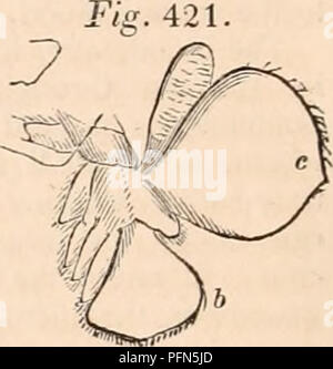 . The cyclopædia of anatomy and physiology. Anatomy; Physiology; Zoology. 778 CRUSTACEA. this, striae are observed to appear, which are the rudiments of the branchial filaments. During this interval the thoracic extremities have become developed, and above their bases other branchiae have made their appearance, presenting in the beginning the form of tuber- cles, and subsequently that of stilets; smooth and rounded on their surface, but by-and-by becoming covered with a multitude of small tuberculations, which by their elongation are gradually converted into branchial filaments similar to the  Stock Photo