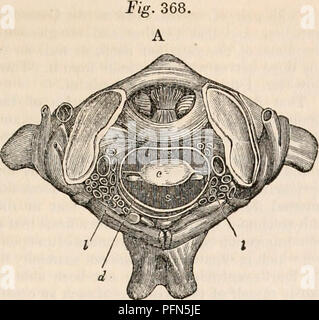 . The cyclopædia of anatomy and physiology. Anatomy; Physiology; Zoology. NERVOUS CENTRES. (HUMAN ANATOMY. THE MENINGES.) 639. B. Please note that these images are extracted from scanned page images that may have been digitally enhanced for readability - coloration and appearance of these illustrations may not perfectly resemble the original work.. Todd, Robert Bentley, 1809-1860. London, Sherwood, Gilbert, and Piper Stock Photo