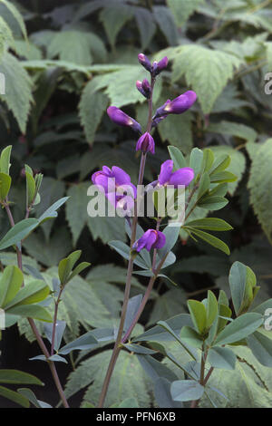 Baptisia tinctoria (Wild Indigo) small purple pea flowers, buds and green leaves on tall stems