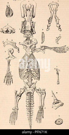 . The cyclopædia of anatomy and physiology. Anatomy; Physiology; Zoology. 372 Pig. 173 MONOTREMATA. A. Skeleton of the Ormthorhynehut. ( Meckel.). Please note that these images are extracted from scanned page images that may have been digitally enhanced for readability - coloration and appearance of these illustrations may not perfectly resemble the original work.. Todd, Robert Bentley, 1809-1860. London, Sherwood, Gilbert, and Piper Stock Photo