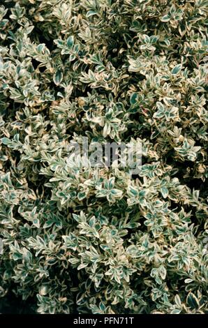 Buxus sempervirens 'Elegantissima' (Silver box), small green and white leaves, full frame Stock Photo