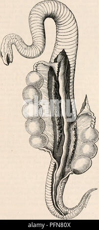 . The cyclopædia of anatomy and physiology. Anatomy; Physiology; Zoology. OVUM. 55 and serpents, and in the batrachia, this organ is hollow, and the capsules in which the ovules are formed burst in dehiscence into an internal cavity, whence the ovules escape into the abdomen by the rupture or open- ing of the sack of the oviduct, generally at one, but sometimes, as in the frog, at a greater number of places. In the higher animals, in which the ovules escape from the external surface of the ovary, their en- trance into the oviduct is in general secured by the temporary apposition of the dilated Stock Photo