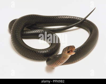 Overhead view of an Indigo Snake with a jet black body and a deep red chin. The head is clearly visible and the mouth is open. Stock Photo