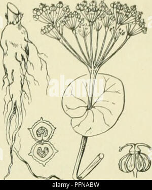 This botanical guide focuses on the Umbelliferae family, specifically ...