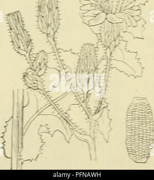 Magnolia Tree Structure This guide discusses the identification and characteristics of native ...