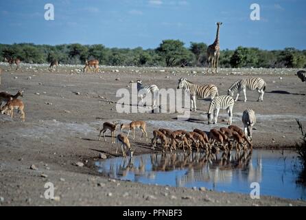 Namibia, Etosha National Park, animals drinking at Chudob watering hole, springboks, zebras, and a giraffe in the background Stock Photo