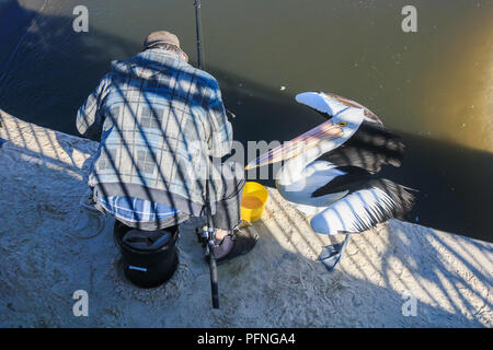 Adelaide, Australia. 22nd Aug, 2018. An eager pelican waits for a catch next to a seated fisherman in Adelaide Australia Credit: amer ghazzal/Alamy Live News Stock Photo