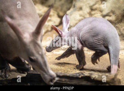 Frankfurt am Main, Germany. 22nd Aug, 2018. The young Erdferkel animal 'Memphis' sniffs at the zoo in the night department of the Grzimekhaus during one of his first excursions his mother. The nocturnal animal was born on 10.07.2018 and weighs more than seven kilograms. Credit: Frank Rumpenhorst/dpa/Alamy Live News Stock Photo