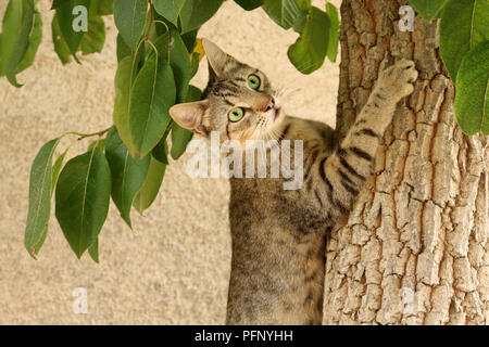 domestic cat, black tabby, climbing a tree Stock Photo