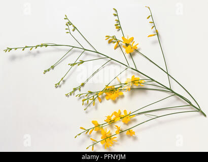 Leguminosae, Genista aetnensis, Mount Etna Broom, fragrant golden flowers borne on slender, leafless shoots. Stock Photo