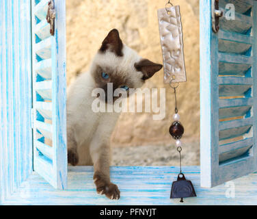 siamese kitten, thai, 10 weeks old Stock Photo