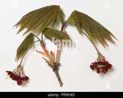 Aceraceae, Acer japonicum 'Vitifolium', Fullmoon Maple, branch tip bearing immature, unfolding leaves in spring, and drooping clusters of red-purple spring flowers on long stalks. Stock Photo