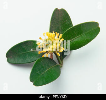 Buxus sempervirens yellow male flowers of the box with light green leaves. Stock Photo