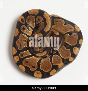 Close-Up of a royal python coiled and ready to strike, Indonesia Stock ...