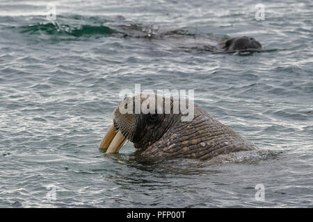 Walrus (Odobenus rosmarus), Torellnesfjellet, Nordaustlandet, Svalbard, Norway. Walrus in sea looking back