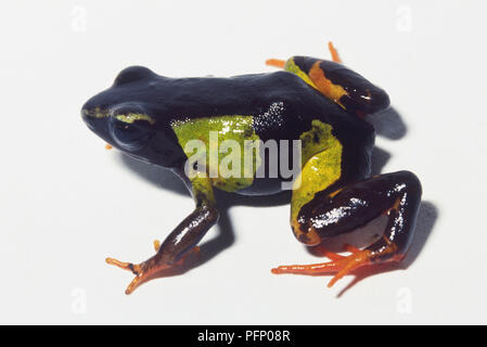 Green and black mantella frog Stock Photo