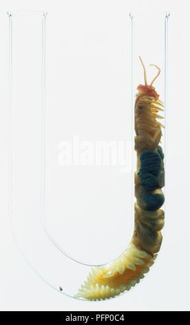Parchment worm (Chaetopterus variopedatus) Stock Photo