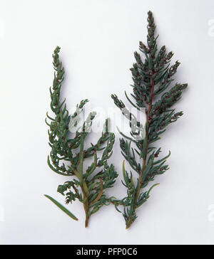 Two stems of Annual sea blite (Suaeda maritima), close-up Stock Photo