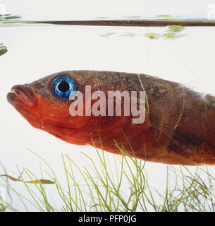 Side view Three-spined Stickleback, Gasterosteus aculeatus. Stock Photo