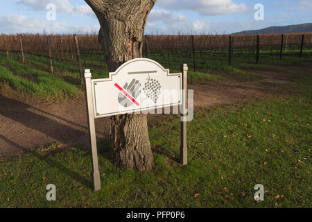 vineyard sign or board in front of dormant grapevines warning not to touch or eat the grapes situated on a wine estate in Winter season Cape Town Stock Photo