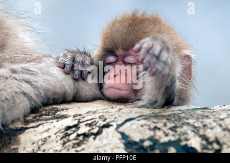 Japanese macaque or snow japanese monkey (Macaca fuscata) baby, Japan Stock Photo
