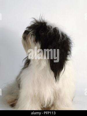 Kyi Leo dog, looking up Stock Photo