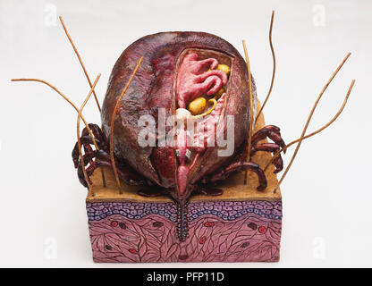 Model of Australian Paralysis Tick feeding on human blood, cross-section showing internal organs including pink midgut, yellow ovaries, white brain in centre, saliva glands and muscular pharynx sucking in blood. Stock Photo