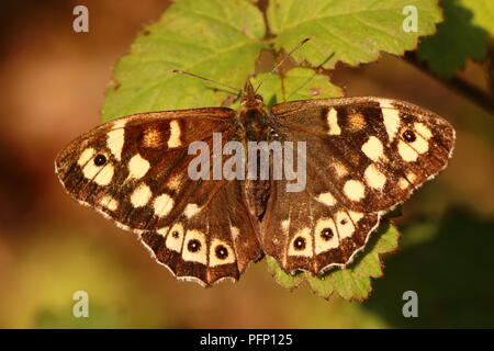 Speckled Wood Butterfly (1st Generation) Stock Photo