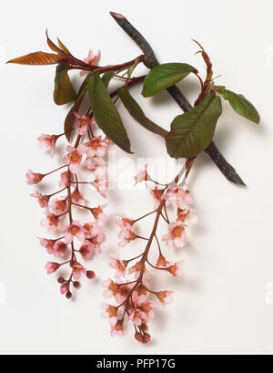 Rosaceae, Prunus padus 'Colorata', Bird Cherry, dark stem with red-pueple yound leaves and pink flowers borne in racemes. Stock Photo