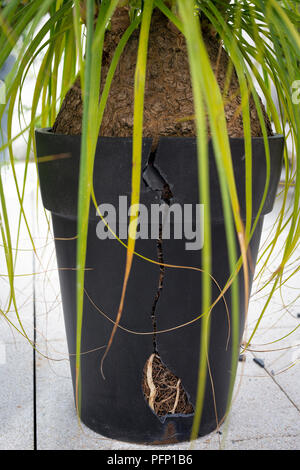 Pot broken by roots of a Beaucarnea recurvata because it was become too small.  Beaucarnea recurvata ayant fait éclater son pot devenu trop petit. Stock Photo