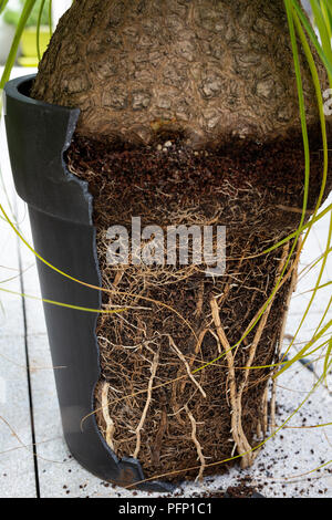 Pot broken by roots of a Beaucarnea recurvata because it was become too small.  Beaucarnea recurvata ayant fait éclater son pot devenu trop petit. Stock Photo