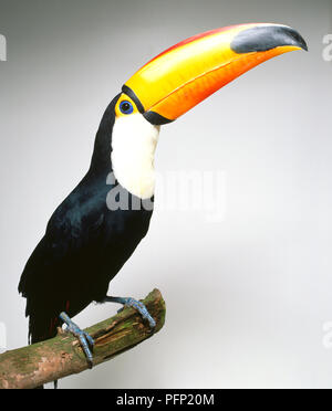 A Toco toucan, Ramphastos toco, sitting on a branch with large yellow beak in the air. Stock Photo