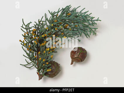 Cupressaceae, Cupressus arizonica var. glabra, Smooth Arizona Cypress, very small, scale-like, blue-green leaves, round grey-brown cones and male yellow flowers. Stock Photo