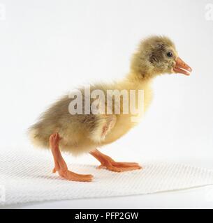 Roman goose, fluffy yellow gosling, side view Stock Photo