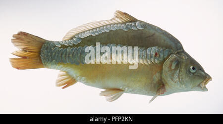 Mirror Carp Stock Photo