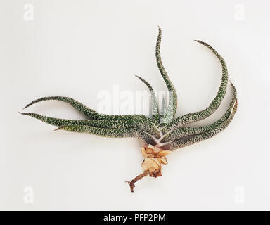 Gasteria carinata var. verrucosa offset severed at the point where it was attached to the parent plant Stock Photo