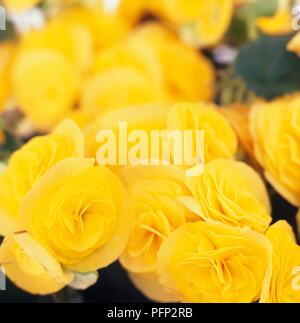 Golden-yellow begonia flowers, close-up Stock Photo