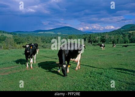 USA, Vermont, Holstein cows grazing in green fields with mountains in background Stock Photo