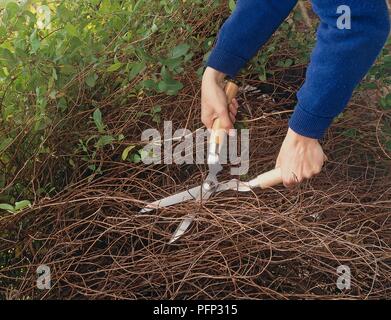 Densely growing climber being cropped back to base with shears Stock Photo